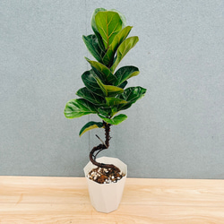 現品］9番 アガベ アテナータ 8号 観葉植物 大型 綺麗 屋外 多肉植物