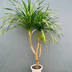 現品］9番 アガベ アテナータ 8号 観葉植物 大型 綺麗 屋外 多肉植物