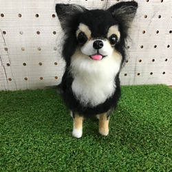 ロングコートチワワ（パーティーカラー）お座りポーズ 羊毛フェルト