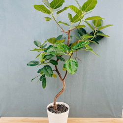 現品］9番 アガベ アテナータ 8号 観葉植物 大型 綺麗 屋外 多肉植物