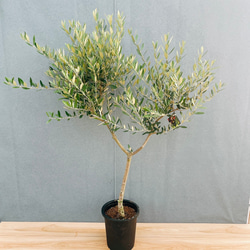 現品］9番 アガベ アテナータ 8号 観葉植物 大型 綺麗 屋外 多肉植物