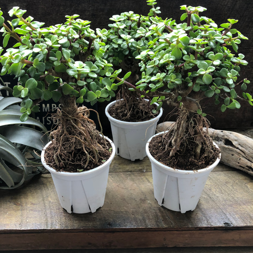 雅楽の舞♡幹立ち♡ポーチュラカリア♡多肉植物♡ アートフラワー パリ