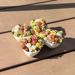 多肉植物 寄せ植え そのまま飾れる✧*｡٩(ˊωˋ*)و✧*ピンク楕円鉢 多肉