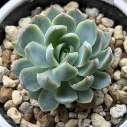 人気品種！☆ラウリンゼ×シムランスブスタマンテ 多肉植物 おらいさん