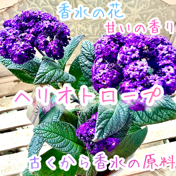 香水の花 ヘリオトロープ 芳香植物 香水の原料 甘い香り漂ってます