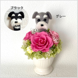 ちょこんと顔出す シュナウザー（小さめサイズ）＆ プリザーブド