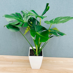 現品］大株！ フィロデンドロン トータム 10号 観葉植物 室内 大型