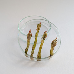 あすぱらシャーレ 2枚目の画像