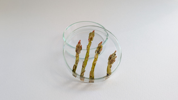 あすぱらシャーレ 2枚目の画像