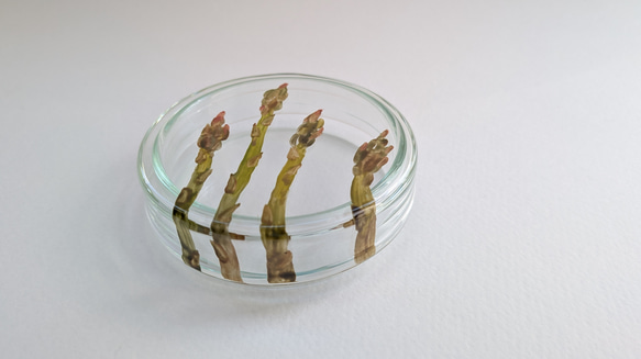 あすぱらシャーレ 1枚目の画像