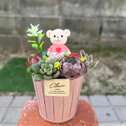 ☆送料無料☆♡そのまま飾れる♡箱庭風多肉植物寄せ植え