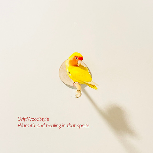 流木止まり木 40ｃｍの輪切流木枝を使った小鳥の止まり木 インコの壁掛けパーチ ピン止めタイプ ビス止め変更可 N1 4枚目の画像