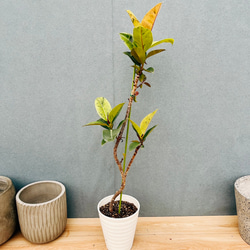 現品］【希少】美株！ サンセベリア バイビット 観葉植物 室内 レア