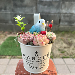 ☆送料無料☆♡そのまま飾れる♡箱庭風多肉植物寄せ植え