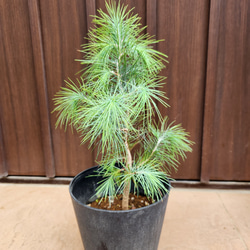 ボリューム大苗 ヘアピンバンクシア スピヌロサ 鉢植え 苗木 ワイルド