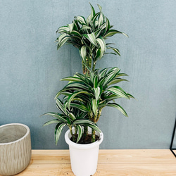 現品］大迫力！ ザミア メキシコソテツ 観葉植物 大型 室内