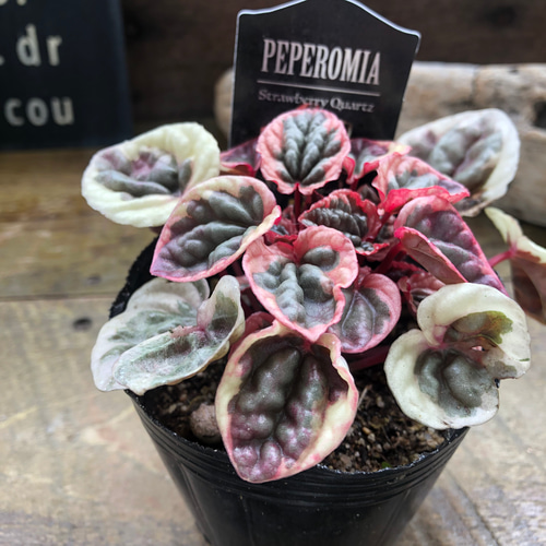 新品種 ペペロミア♡ストロベリークォーツ♡超希少♡観葉植物 アート
