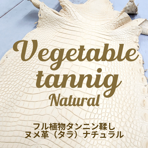 ワニ革 植物タンニン鞣し ナチュラル（タラ） No.C009549 1枚目の画像