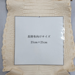 ワニ革 植物タンニン鞣し ナチュラル（タラ） No.C009549 9枚目の画像