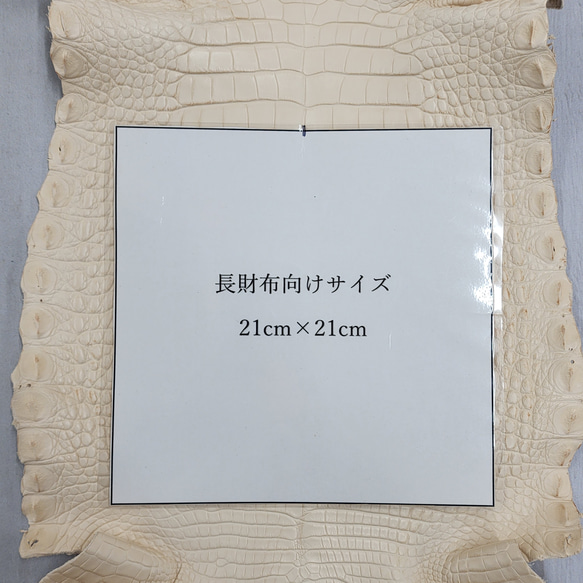 ワニ革 植物タンニン鞣し ナチュラル（タラ） No.C009549 9枚目の画像