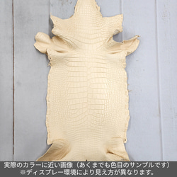 ワニ革 植物タンニン鞣し ナチュラル（タラ） No.C009551 3枚目の画像