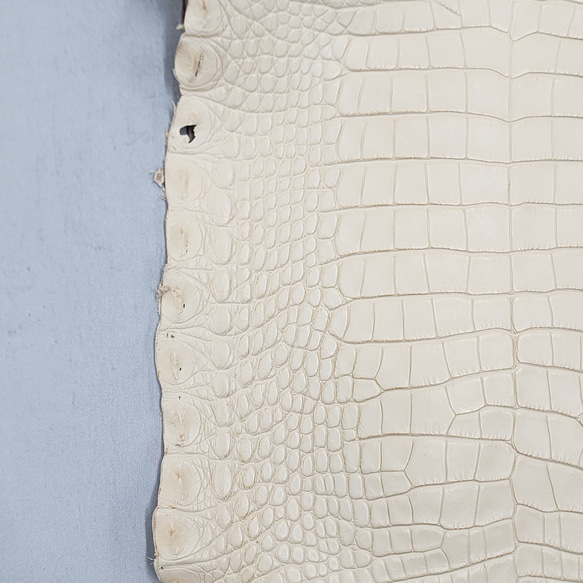 ワニ革 植物タンニン鞣し ナチュラル（タラ） No.C009555 17枚目の画像