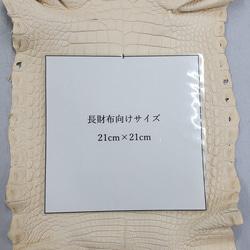 ワニ革 植物タンニン鞣し ナチュラル（タラ） No.C009555 7枚目の画像