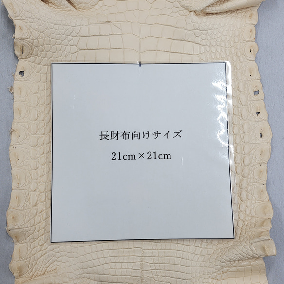 ワニ革 植物タンニン鞣し ナチュラル（タラ） No.C009555 7枚目の画像