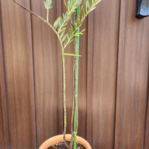 花芽付き アカシア ブルーブッシュ テラコッタ鉢植え 苗 苗木 【公式通販】