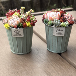 多肉植物 寄せ植え そのまま飾れる✧*｡٩(ˊωˋ*)و✧*ピンク楕円鉢 多肉