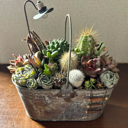 多肉植物寄せ植えそのまま飾れる 白ポット取って付き おしゃれポット