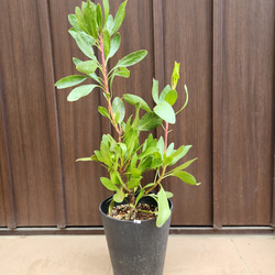 バンクシア レプトフィラ 鉢植え 苗 オージープランツ レア品種 盆栽