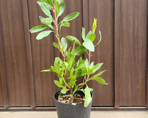 キングプロテア シナロイデス 鉢植え 苗 ワイルドフラワー ドライ