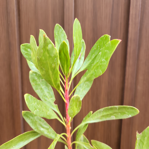 キングプロテア シナロイデス 鉢植え 苗 ワイルドフラワー ドライ