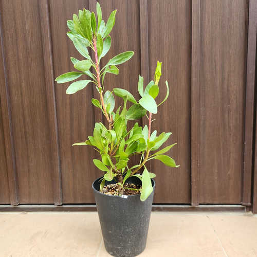 キングプロテア シナロイデス 鉢植え 苗 ワイルドフラワー ドライ