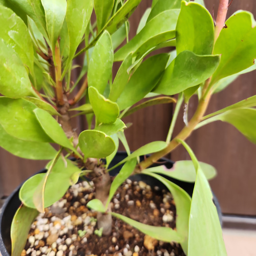 キングプロテア シナロイデス 鉢植え 苗 ワイルドフラワー ドライ