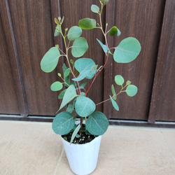 ボリューム大苗 ヘアピンバンクシア スピヌロサ 鉢植え 苗木 ワイルド