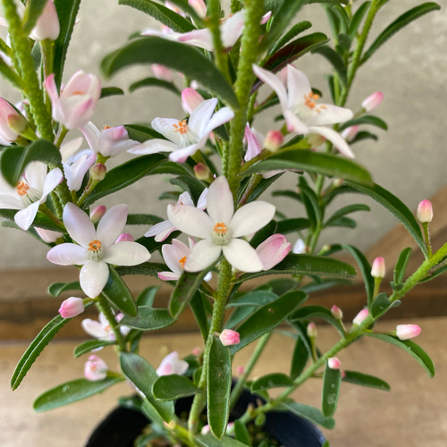 常緑低木 苗木 エリオステモン プロファッション アートフラワー plant