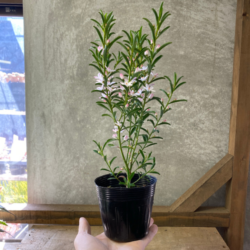 常緑低木 苗木 エリオステモン プロファッション アートフラワー plant