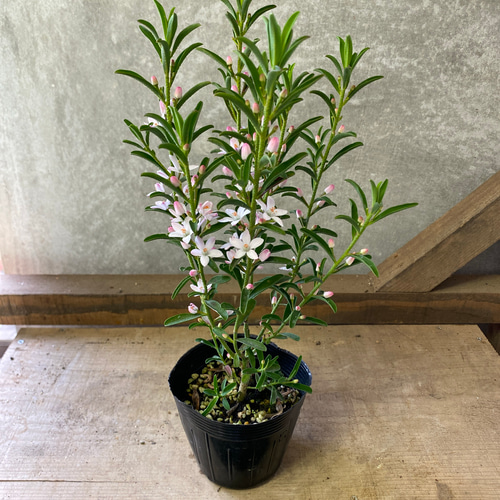 常緑低木 苗木 エリオステモン プロファッション アートフラワー plant