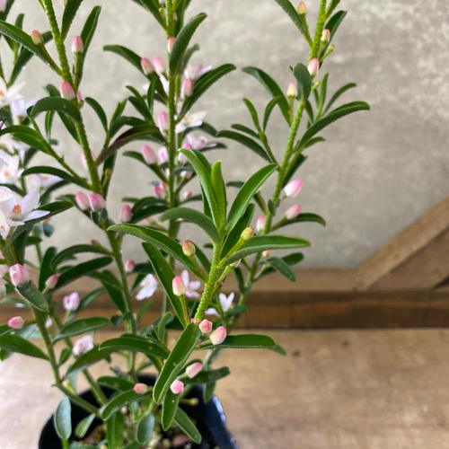 常緑低木 苗木 エリオステモン プロファッション アートフラワー plant