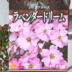 花鉢 ミモザ 銀葉 アカシア ダークアイ 5号ポット その他インテリア
