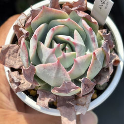 レア品種！☆ラストコンサート 多肉植物 自家栽培 国産 多肉植物 美