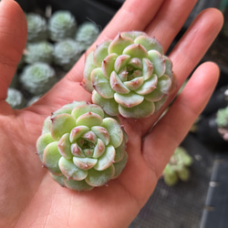 多肉植物(韓国苗) エケベリア フォーティチュード 多肉植物 ウォール