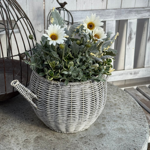 GEBRアークトチス」のホワイトナチュラル寄せ植え※寄せ植えセット