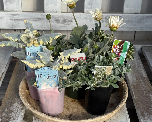 花さん　専用 GEBRアークトチス」のホワイトナチュラル寄せ植え※寄せ植えセット