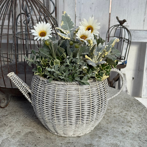 GEBRアークトチス」のホワイトナチュラル寄せ植え※寄せ植えセット