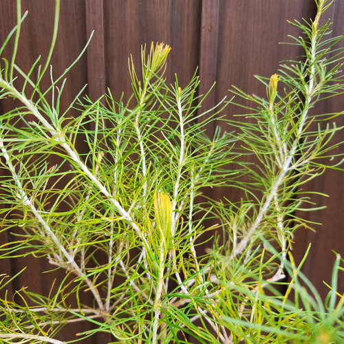 バンクシア　レプトフィラ　鉢植えM　苗　オージープランツ　ドライガーデン　レア バンクシア レプトフィラ 鉢植え 苗 オージープランツ レア品種 盆栽