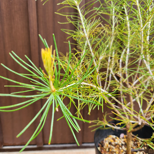 バンクシア レプトフィラ 鉢植え 苗 オージープランツ レア品種 盆栽