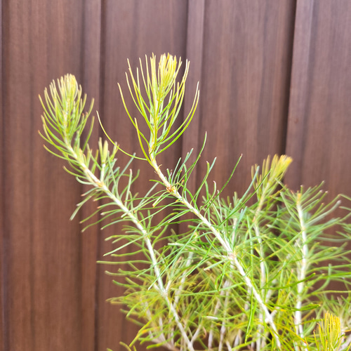 バンクシア レプトフィラ 鉢植え 苗 オージープランツ レア品種 盆栽